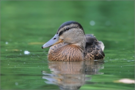 <p>KACHNA DIVOKÁ (Anas platyrhynchos) /Mallard - Stockente/</p>